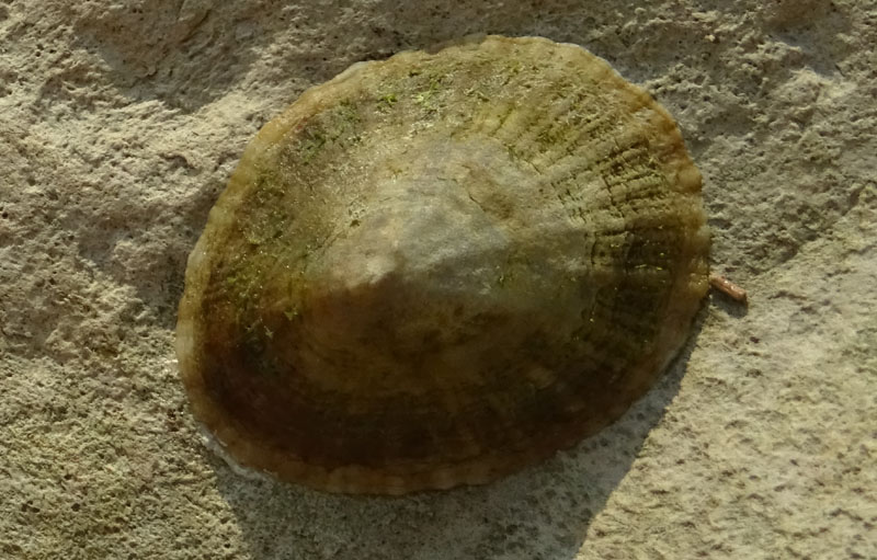 Patella caerulea - Patellidae